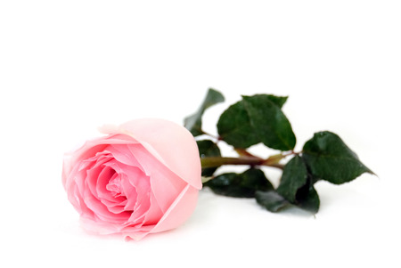 Pink rose isolated white background.Selective focus depth of field.の写真素材