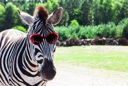 Funny zebra with sunglassesの写真素材