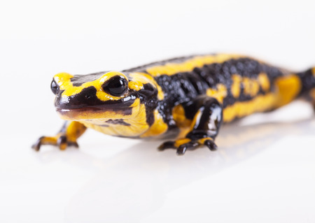 Slam salamandra