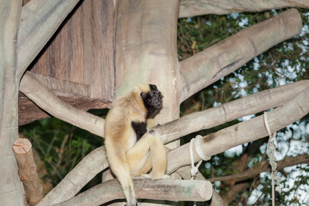 Southern Hanuman - langur Semnopithecus Priam