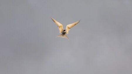 Seagull photographed during flight in search of food - isolatedの写真素材