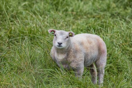 Charming little lamb on a meadow with double