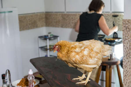 A live chicken in the kitchenの写真素材