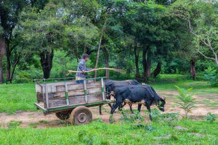Natalicio Talavera, Guaira, Paraguay - March 19, 2022: A poor farmer with ox cart in the Paraguayan jungle.のeditorial素材