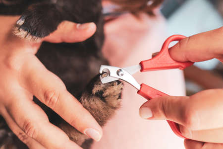 A girl cuts her nails to her decorative rabbit. Special scissors for pet care. Close up.の写真素材