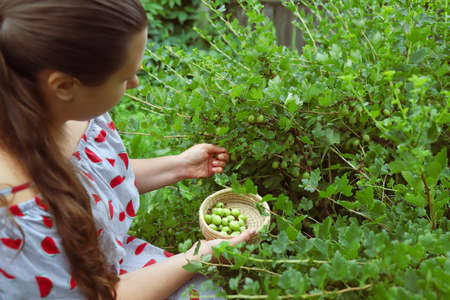 Caucasian woman in the garden is harvesting ripe gooseberries in basket.