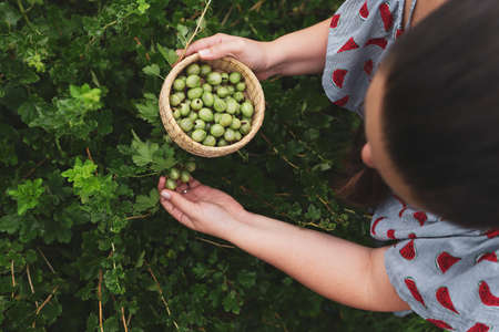 Woman pick berries from bush. Womens hands and organic gooseberry. Top viewの写真素材