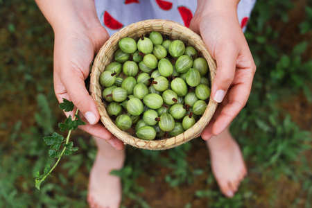 Basket full of green gooseberries in the hands of a girl. Top view. The concept of summer and proper nutrition.の写真素材