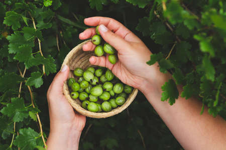Harvesting gooseberries. Hands of girl close-up plucking ripe berries from bush into basket. Delicious green berries grown in garden yourself.の写真素材