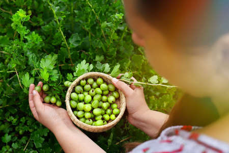 Young woman take harvest gooseberries in garden. Organic berries grown on their own.の写真素材