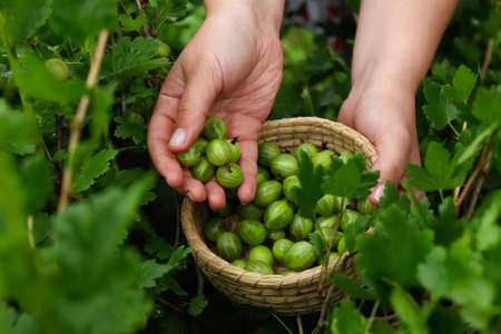 Harvesting gooseberries. Hands of girl close-up plucking ripe berries from bush into basket. Delicious green berries grown in garden yourself.の写真素材
