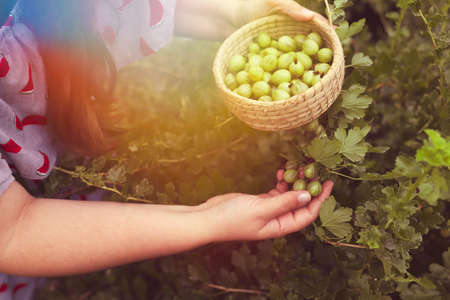 Harvesting gooseberries. Hands of girl close-up plucking ripe berries from bush into basket. Delicious green berries grown in garden yourself.の写真素材