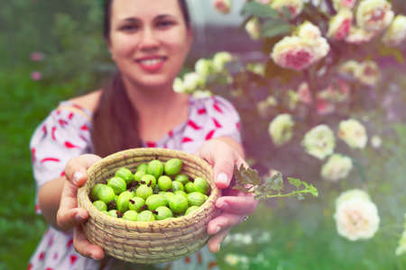 Cute girl smiles and holds out basket of gooseberries. Natural berries grown in garden are full of vitamins.の写真素材