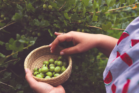 Harvesting gooseberries. Hands of girl close-up plucking ripe berries from bush into basket. Delicious green berries grown in garden yourself.の写真素材