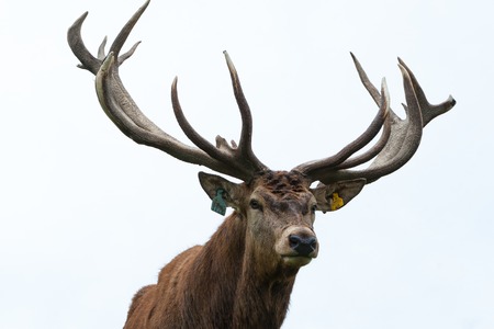 CHRISTCHURCH, NEW ZEALAND - MAY 26, 2012: Red deer stags herd grazing on green grass meadow scene.のeditorial素材