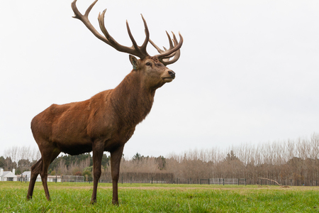 CHRISTCHURCH, NEW ZEALAND - MAY 26, 2012: Red deer stags herd grazing on green grass meadow scene.のeditorial素材