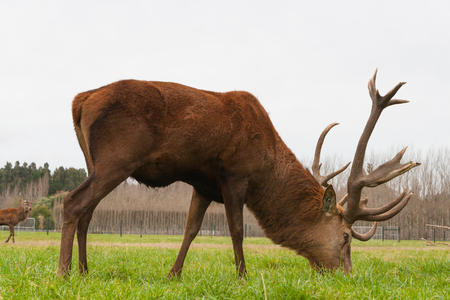 CHRISTCHURCH, NEW ZEALAND - MAY 26, 2012: Red deer stags herd grazing on green grass meadow scene.のeditorial素材
