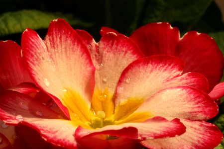 Primrose (Primula) macroの写真素材