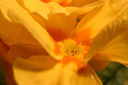 Primrose (Primula) macroの写真素材