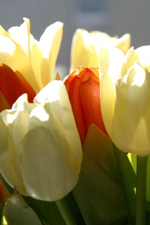 Colorful tulips in springの写真素材