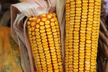 Maize cobsの写真素材