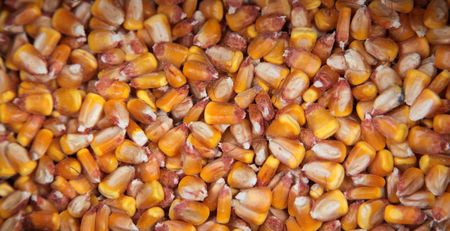 Sweet corn