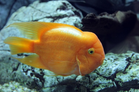 Amphilophus citrinellusの写真素材