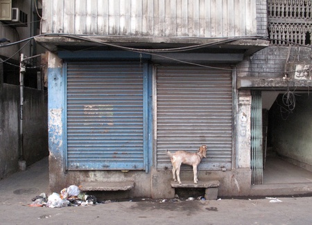 KOLKATA, INDIA -JANUARY 24: Streets of Kolkata. Domestic goat chained to wall at front door of shop, January 24, 2009.                          のeditorial素材