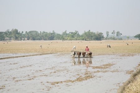 GOSABA, INDIA - JANUARY 19 : Farmers plowing agricultural field in traditional way where a plow is...