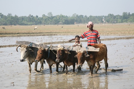 GOSABA, INDIA - JANUARY 19 : Farmers plowing agricultural field in traditional way where a plow is attached to bulls on January 19, 2019 in Gosaba, West Bengal, India.のeditorial素材