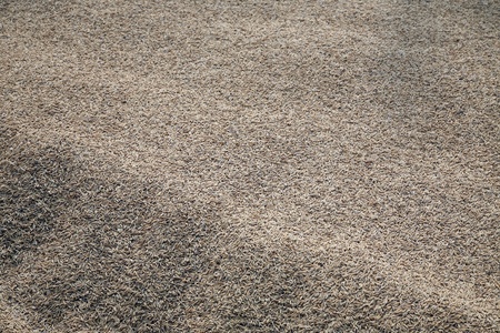 Harvested rice being dried.の写真素材