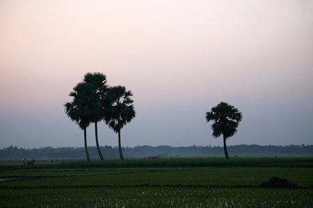 Twilight of the rice fields, Sunderbands, West Bengal, Indiaの写真素材