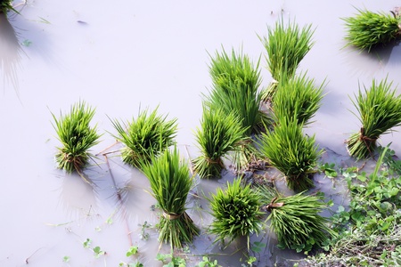 Rice seedlings for planting.