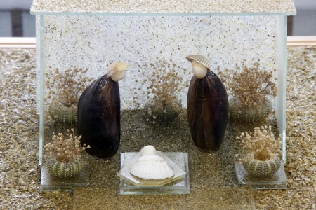 ZELINA, CROATIA - JAN 04: Nativity Scene, Exhibition of Christmas mangers on Jan 04, 2012 in Zelina,...