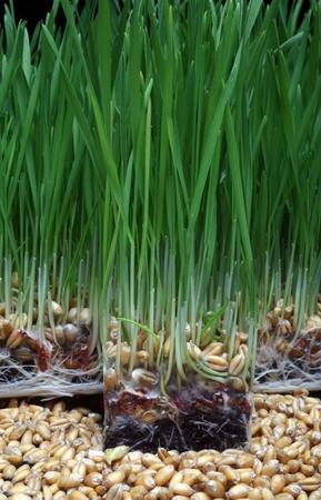 Growth wheatの写真素材