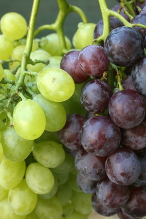 Bunch of grapes 