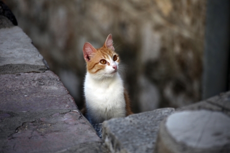 Young cute kind domestic cat