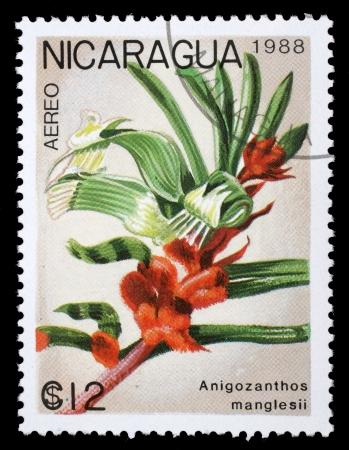 NICARAGUA - CIRCA 1988: A stamp printed in Nicaragua shows Anigozanthos manglesii, series, circa 1988のeditorial素材