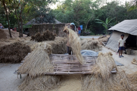 Rice is threshed winnowed on Dec 02, 2012 in Baidyapur, West Bengal, India  All the work is done by...