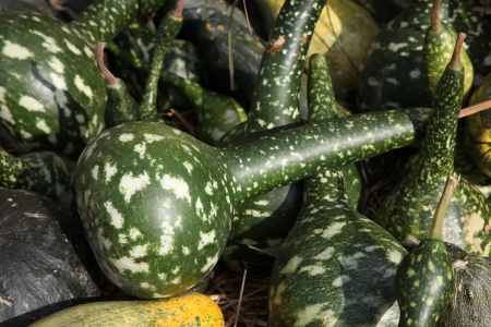 Pumpkins