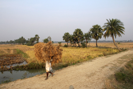 Farmer carries rice from the farm home on Dec 01, 2012 in Baidyapur, West Bengal, India  This is the main shipping method farmersの写真素材