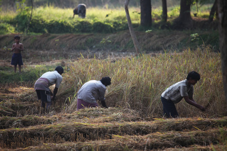 Farmer havesting rice on rice field on Dec 02, 2012 in Baidyapur, West Bengal, India  This is partly the work of farmers in Bengal のeditorial素材