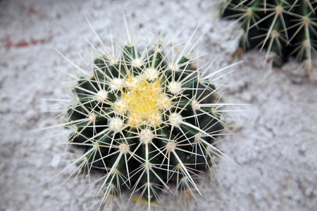 Cactusの写真素材