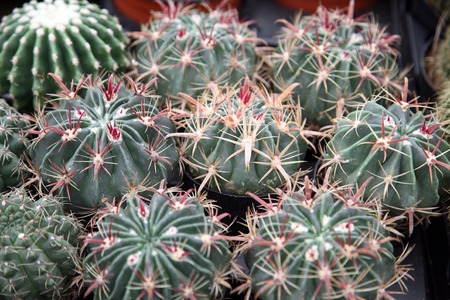 Cactusの写真素材