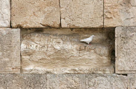 Beautiful white pigeon on wailing wall in Jerusalemの写真素材