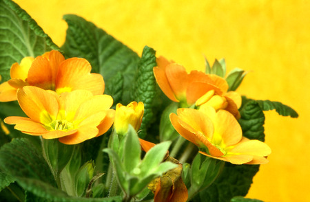 Primrose
