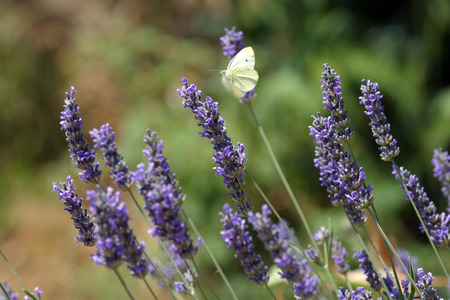 White butterfly feeding on blue flowersの写真素材