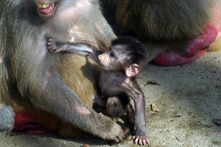 Monkey with a baby monkeyの写真素材