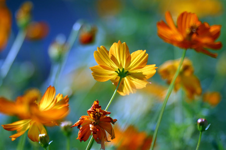 Yellow flowerの写真素材
