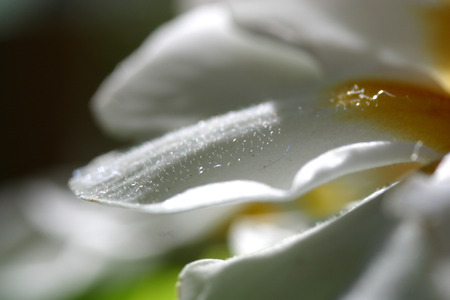 Primrose (Primula) macroの写真素材